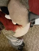 Tabasco Fursuit 