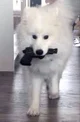 Samoyed army
