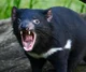 Tasmanian Devil