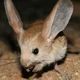 Jerboa