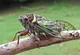 Cicada -Loud Bug-