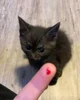Biting cat