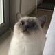 Ragdoll Cat
