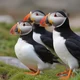 Atlantic Puffin