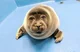 Niko the seal