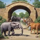 Zoo animals