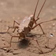 African big katydid