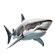 Great White Shark