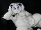 Fairlight white lion