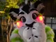 Fiberkitty fursuit