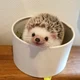 Hedgehog