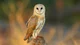 Barn Owl