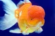 Puffy oranda