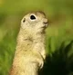 Ground Squirrel