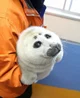 Random seal in Japan