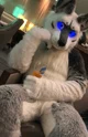 Tommy wolf Fursuit 