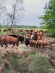 Cow herd