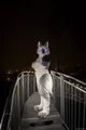Tommy wolf fursuit
