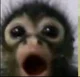 flabbergasted monke