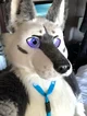 Tommy wolf fursuit