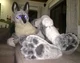 Tommy wolf fursuit