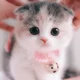baby kitty