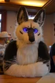 Tommy wolf fursuit