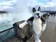 Tommy wolf fursuit