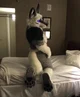 Tommy wolf Fursuit 