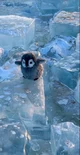Little penguine