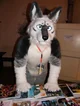 Tommy wolf fursuit
