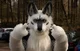 Tommy wolf fursuit