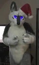 Tommy wolf fursuit