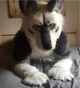 Tommy wolf fursuit
