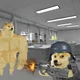 Doge experiment
