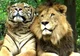 Tiger and Lion