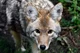 Coyote