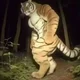Tiger in the wood