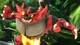 Incineroar
