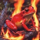 Fire Frog