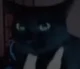 Kitty
