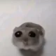 Sad hamster 