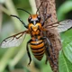 Asian giant hornet