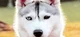 Female Husky
