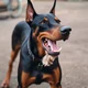 Doberman