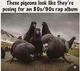 Thug pigeons