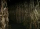 Scary Cornmaze