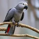 African Grey Parrot 