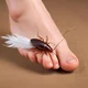 Tickle roach