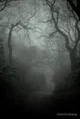 Lost in a Forest